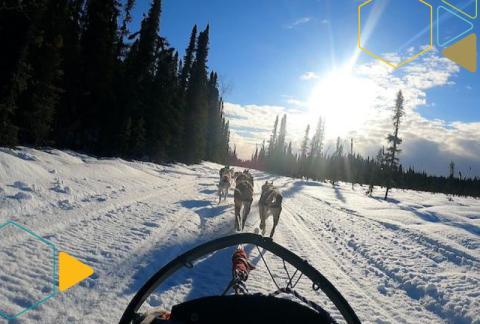 Iditarod Sled Dogs Testing new device
