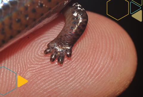 Closeup of a Brachymeles kadwa leg on a person’s finger. Credit: Philip Bergmann, Clark University