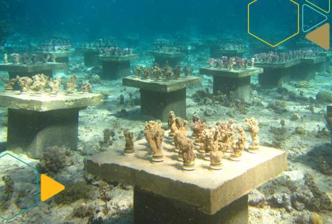 Underwater Gardens Boost Coral Diversity to Stave Off ‘Biodiversity Meltdown’